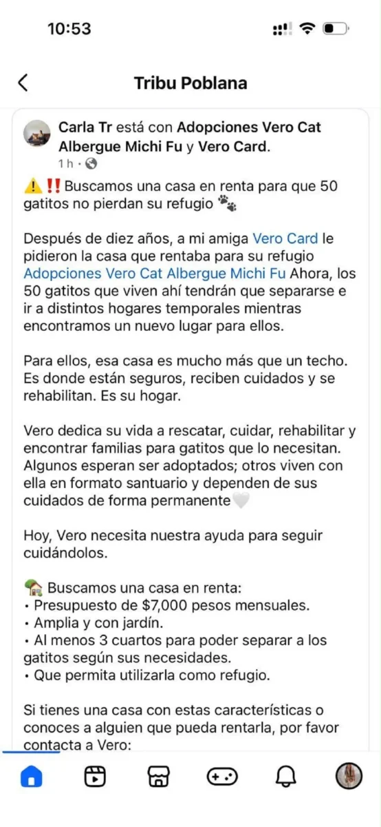 Refugio de gatos en Puebla busca casa en renta para resguardar a 50 ejemplares 4 Refugio de gatos en Puebla busca casa en renta