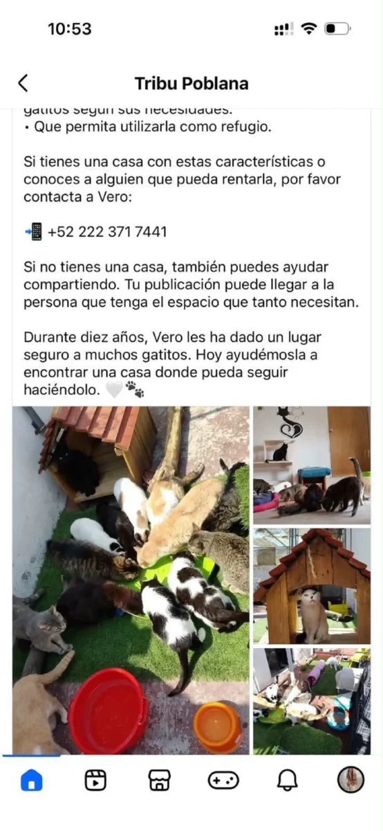 Refugio de gatos en Puebla busca casa en renta para resguardar a 50 ejemplares 5 Refugio de gatos en Puebla busca casa en renta
