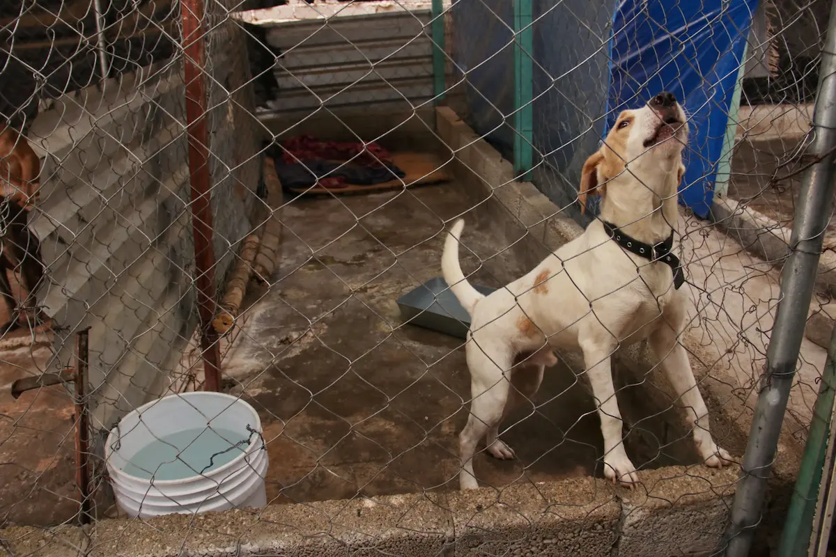 Buscan crear Fiscalía especializada en delitos contra animales en Puebla