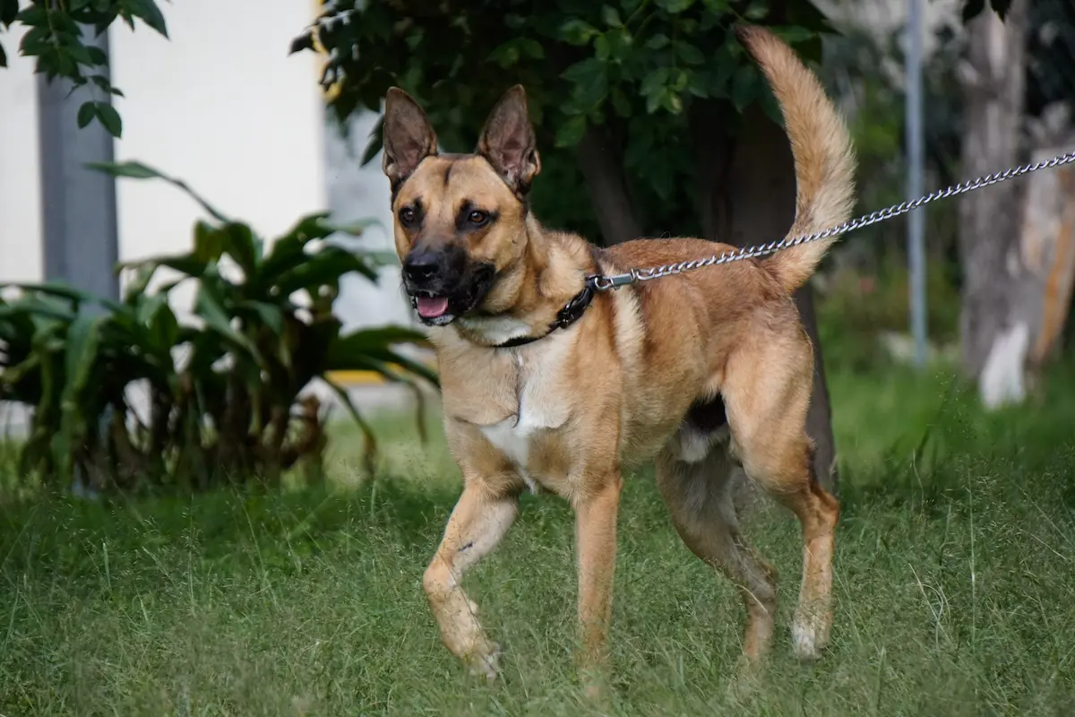 Buscan crear Fiscalía especializada en delitos contra animales en Puebla