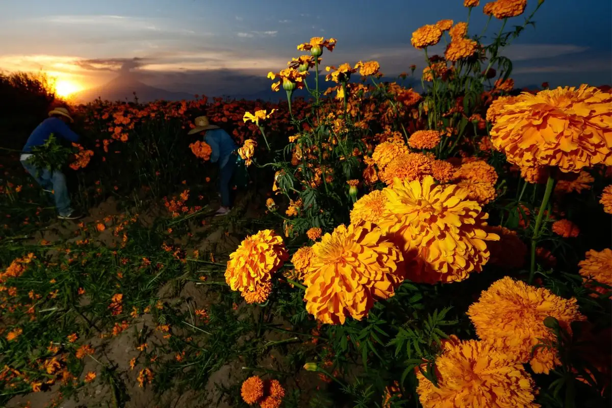 Campos de cempasúchil en Puebla para tomarte fotos y comprar flores 2 Campos de cempasúchil de Puebla para tomarte fotos