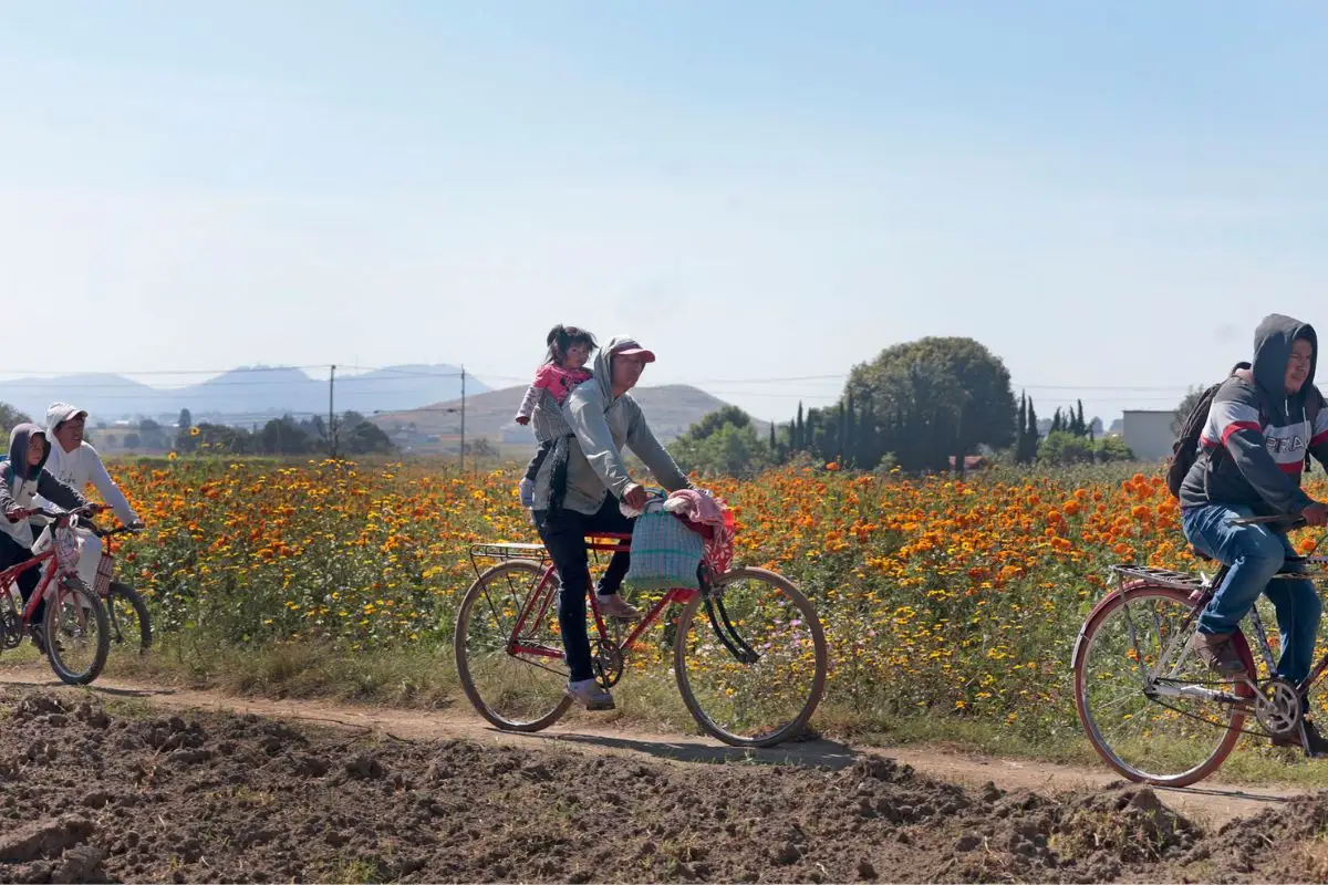Campos de cempasúchil en Puebla para tomarte fotos y comprar flores 3 Campos de cempasúchil de Puebla para tomarte fotos