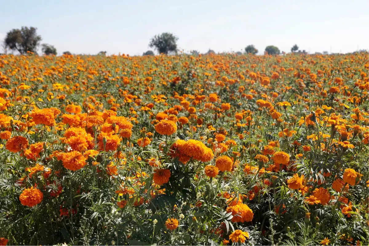 Campos de cempasúchil de Puebla para tomarte fotos