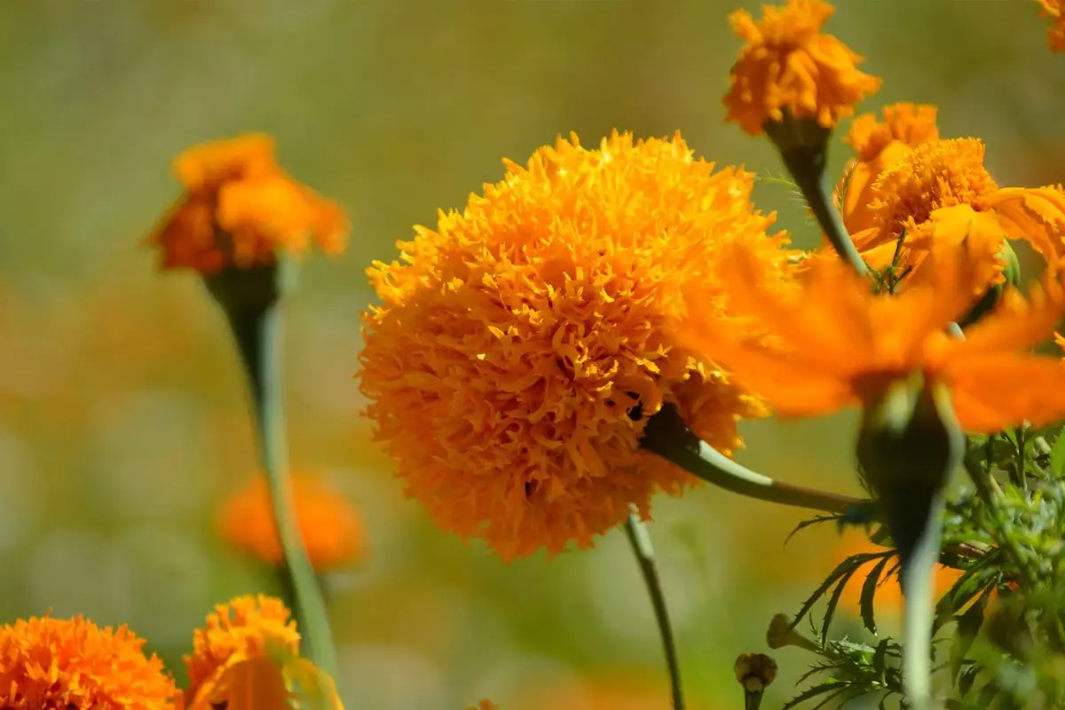 Campos de cempasúchil en Puebla para tomarte fotos y comprar flores 4 Campos de cempasúchil de Puebla para tomarte fotos