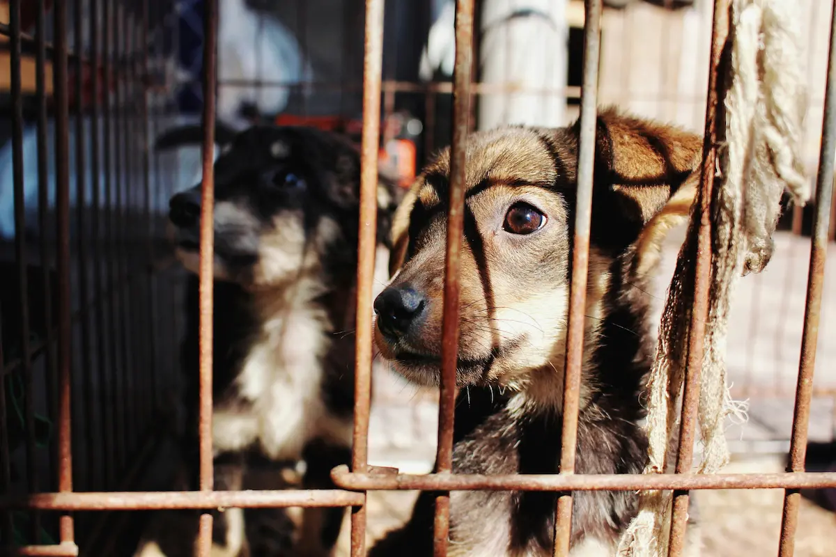 Guía para denunciar maltrato animal en Puebla