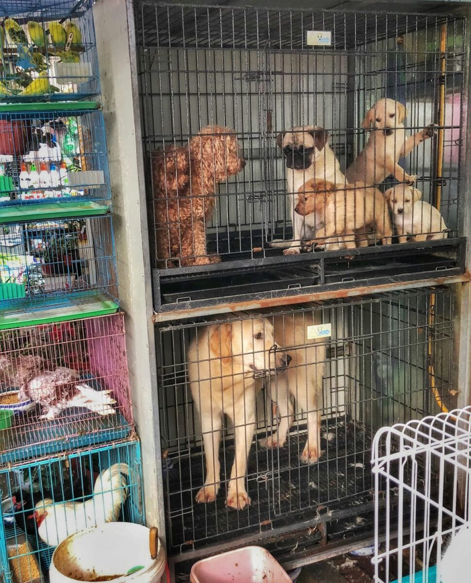 Guía para denunciar maltrato animal en Puebla