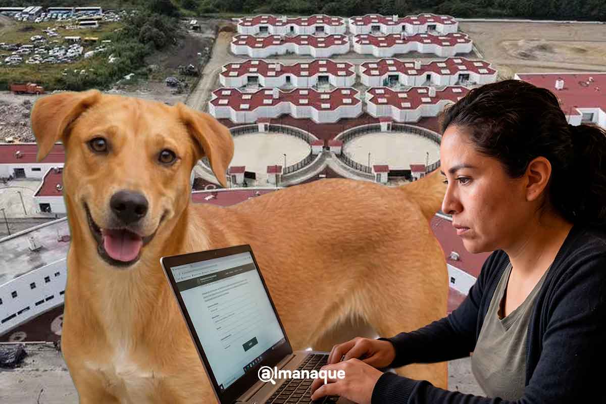 Guía para denunciar maltrato animal en Puebla