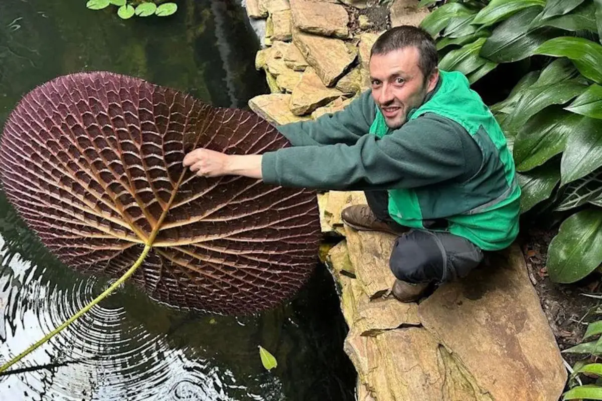 Descubren nueva especie de nenúfar gigante, la Victoria colombiana