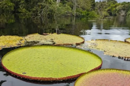 Descubren nueva especie de nenúfar gigante, la Victoria colombiana