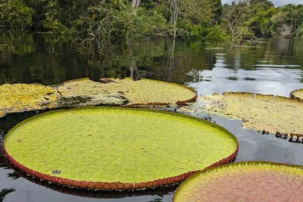 Descubren nueva especie de nenúfar gigante, la Victoria colombiana