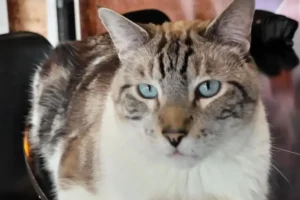 Meow Café Bistro está dando gatos en adopción en Puebla