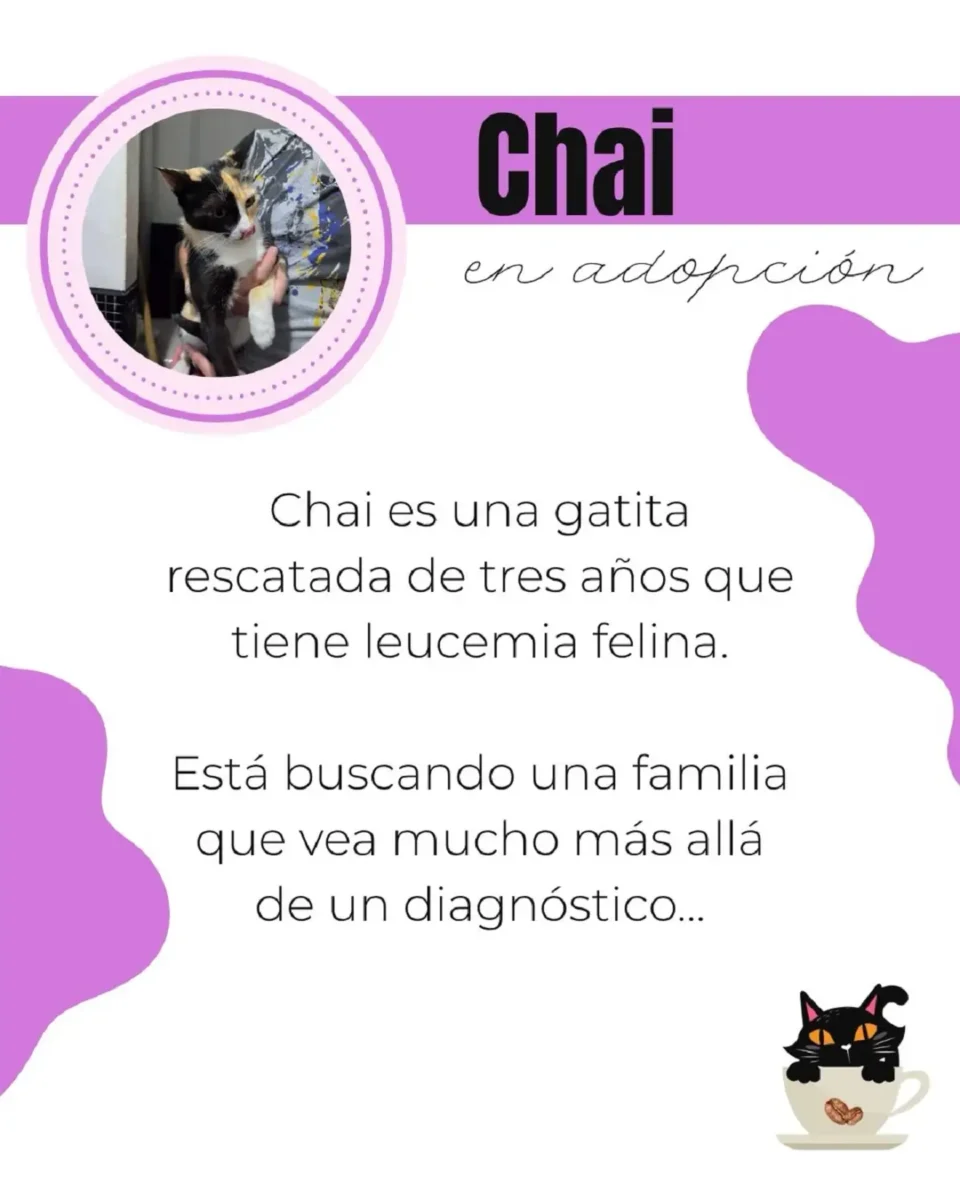 Meow Café Bistro está dando gatos en adopción en Puebla