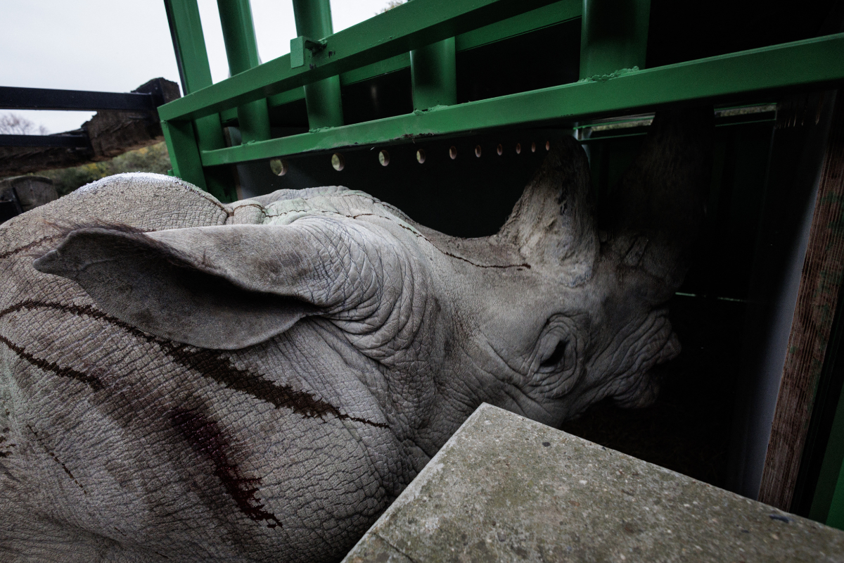 Rinoceronte del zoológico de París llega a Guadalajara para preservar la genética de su especie 