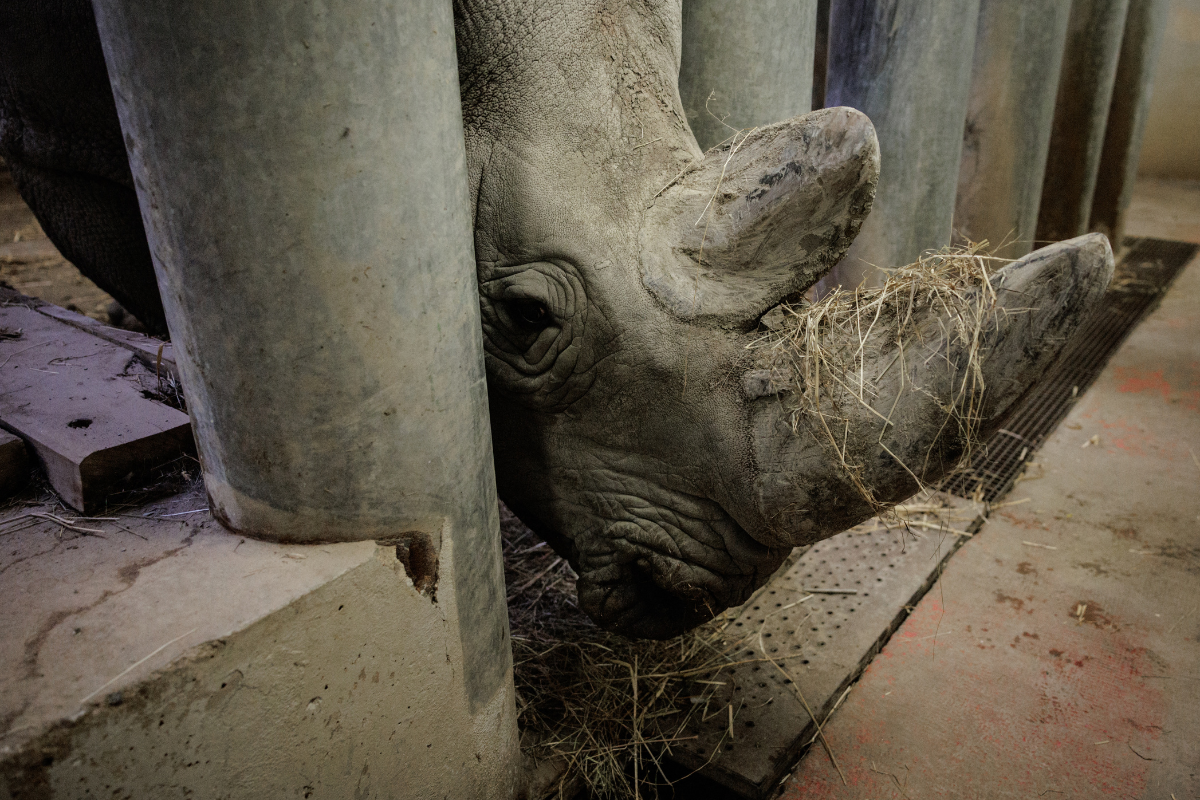 Rinoceronte del zoológico de París llega a Guadalajara para preservar la genética de su especie 