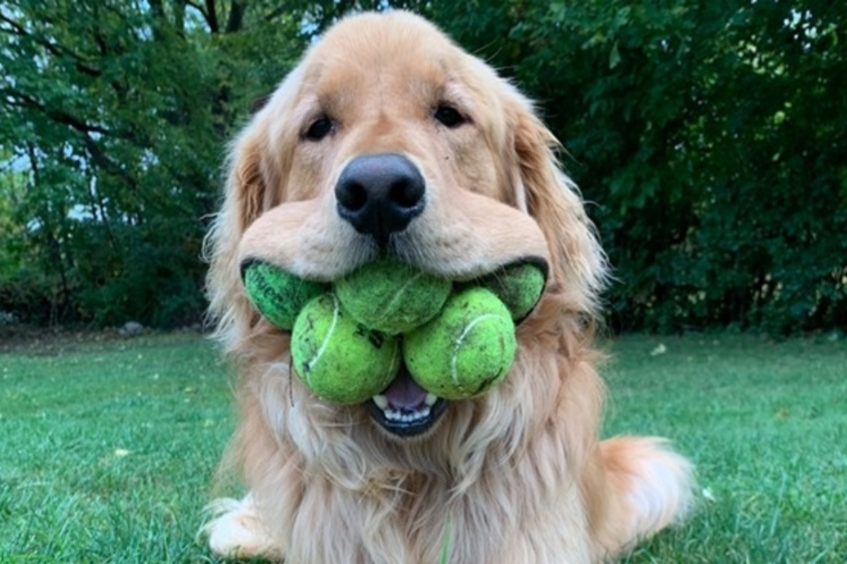 Finley es un golden retriever que sorprendió al mundo al sostener seis pelotas de tenis en el hocico. Su récord Guinness sigue vigente desde 2020.