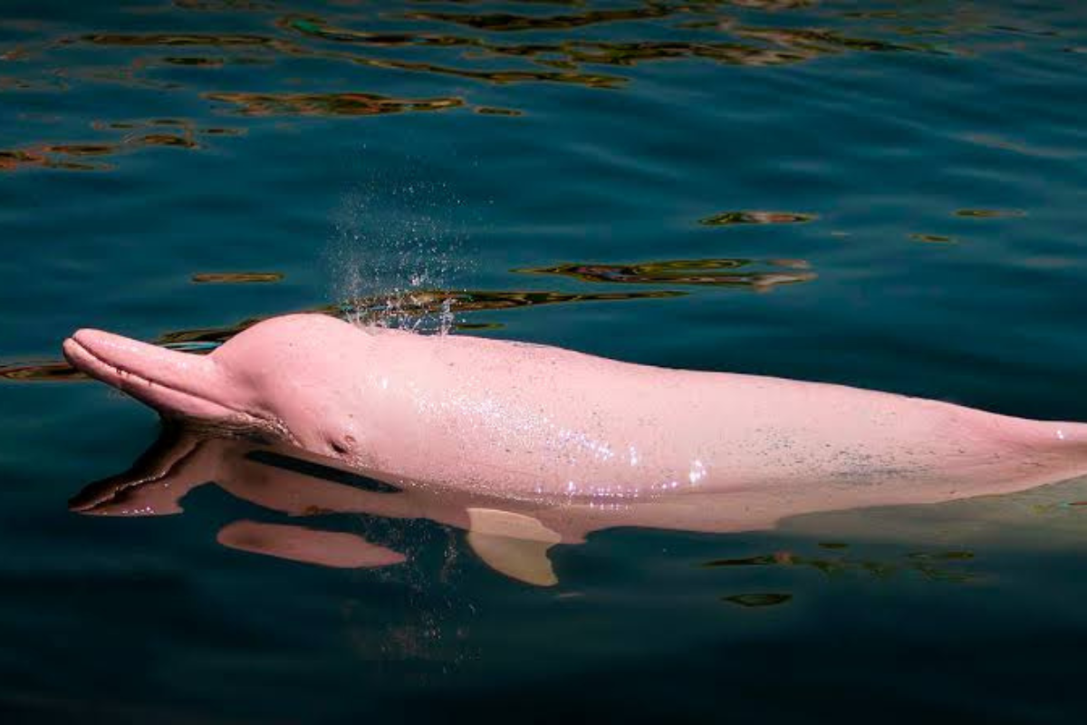 ¡Insólito! Captan extraño delfín rosado nadando junto a una manada en Omán