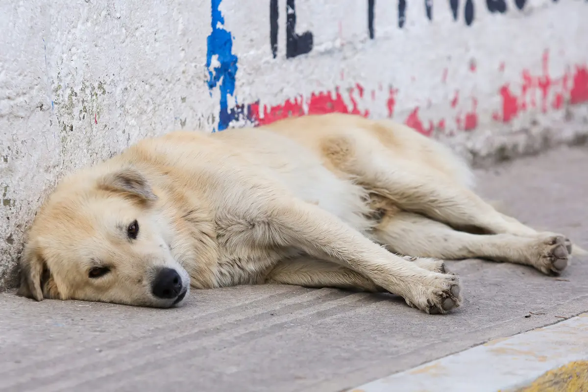 Ayuntamiento detecta 300 mil perros callejeros en Puebla; estas son las multas por abandono 2 Ayuntamiento detecta 300 mil perros callejeros en Puebla