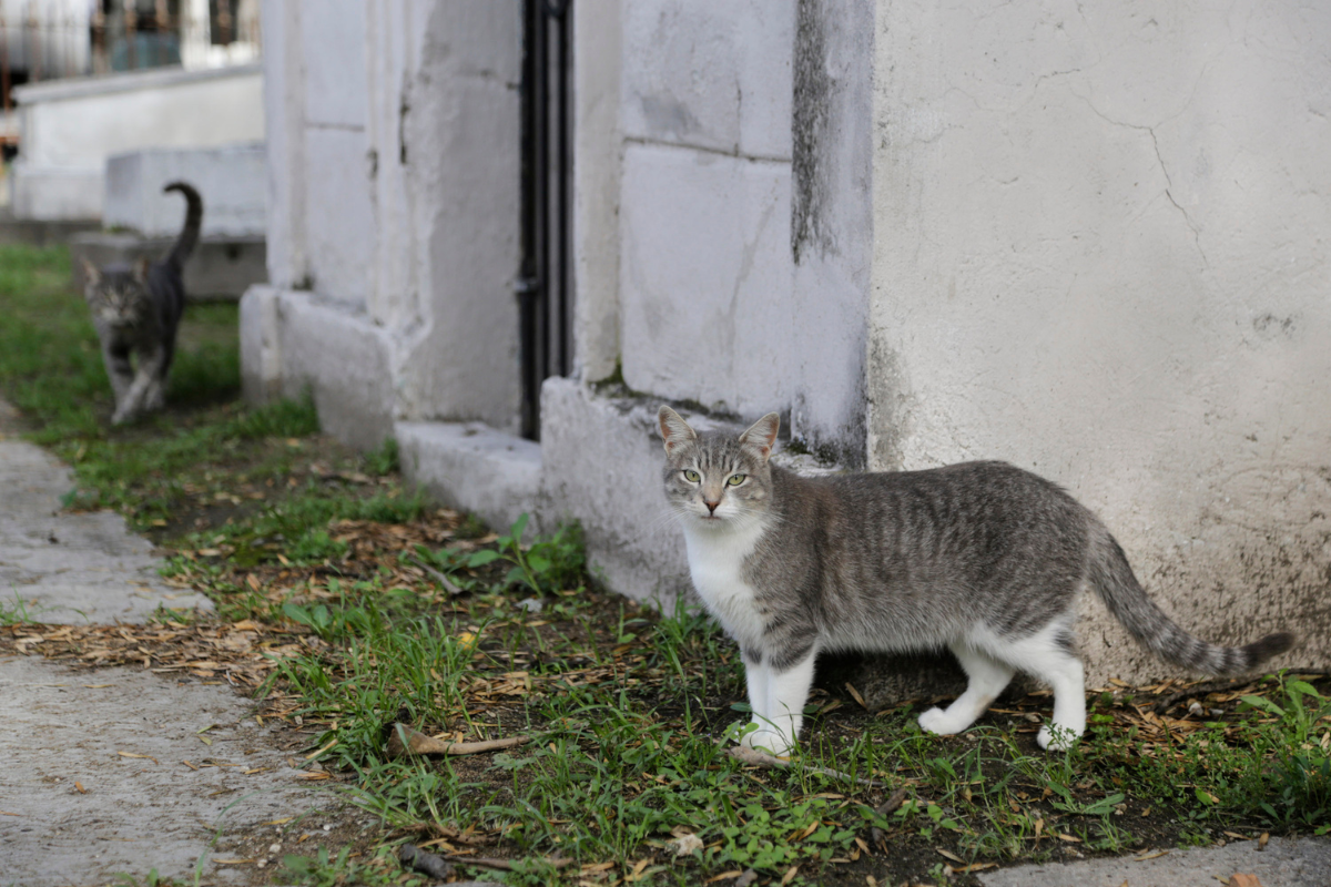 Detectan que personas usan a gatos del Panteón Municipal para santería