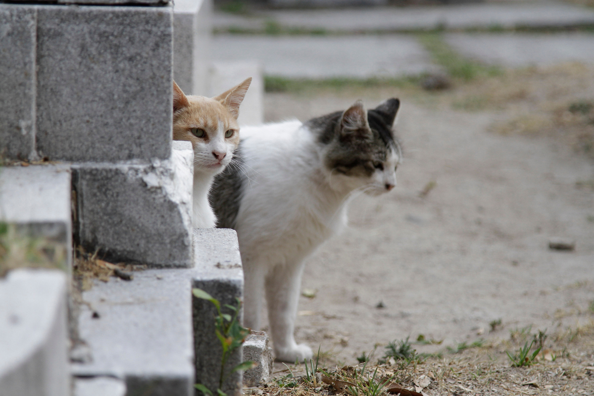 Detectan que personas usan a gatos del Panteón Municipal para santería 2 Organizaciones le revelaron al Ayuntamiento que personas utilizan a gatos del Panteón Municipal de Puebla para santería.