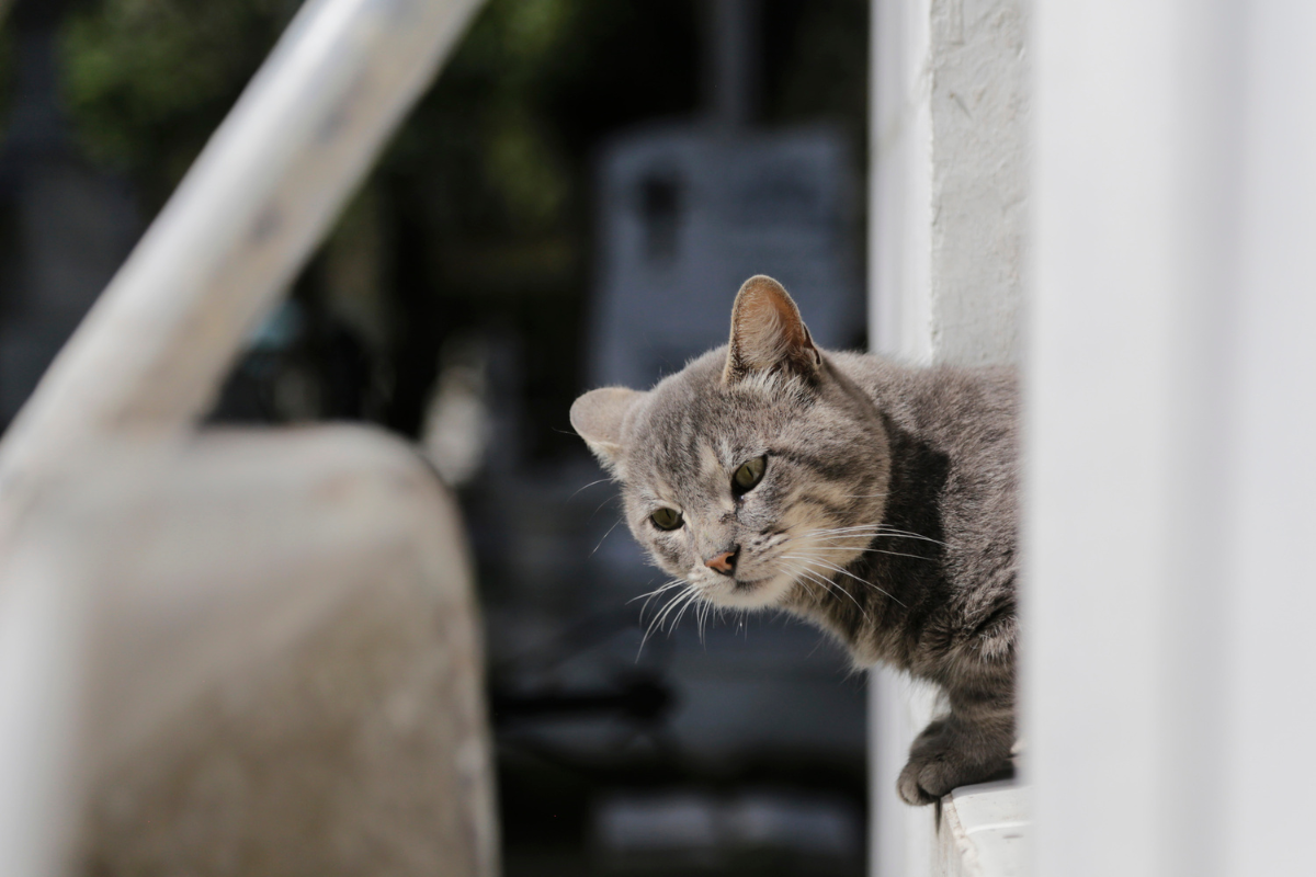 Detectan que personas usan a gatos del Panteón Municipal para santería 3 Organizaciones le revelaron al Ayuntamiento que personas utilizan a gatos del Panteón Municipal de Puebla para santería.