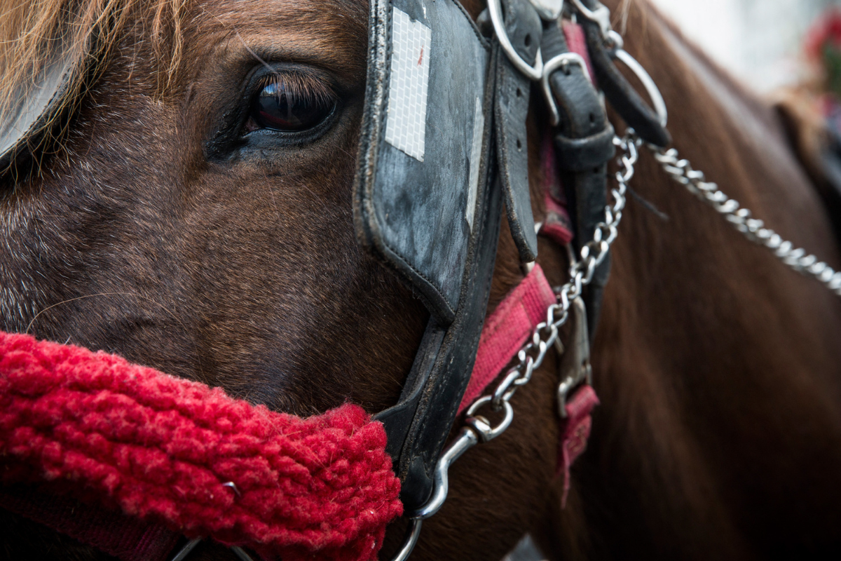 Nueva York prohibirá los carruajes jalados por caballos en Central Park a partir de 2028