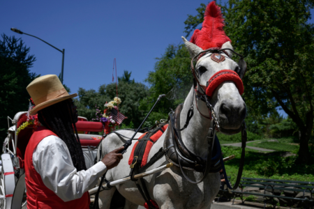 Nueva York prohibirá los carruajes jalados por caballos en Central Park a partir de 2028 12 Nueva York prohibirá los carruajes jalados por caballos en Central Park a partir de 2028