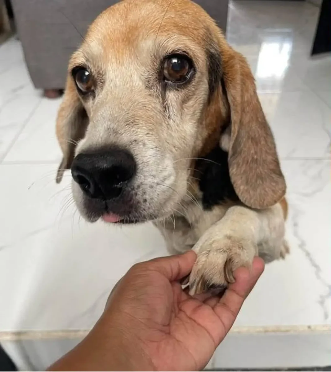Atropellaron a un perro en Ajalpan y buscan al responsable