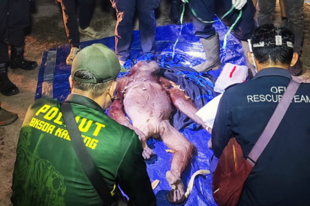 Rescatan a orangutana y a su cría atrapadas en trampa para jabalíes en Indonesia