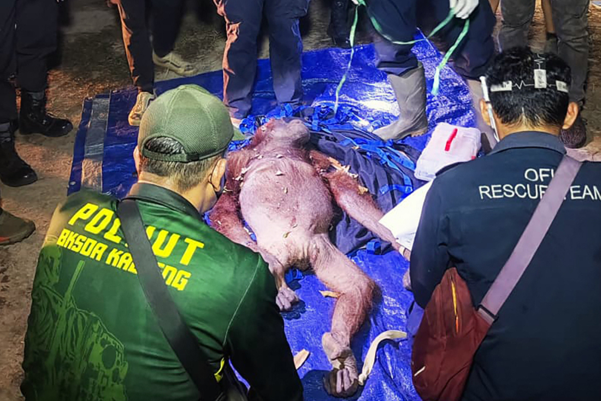Rescatan a orangutana y a su cría atrapadas en trampa para jabalíes en Indonesia