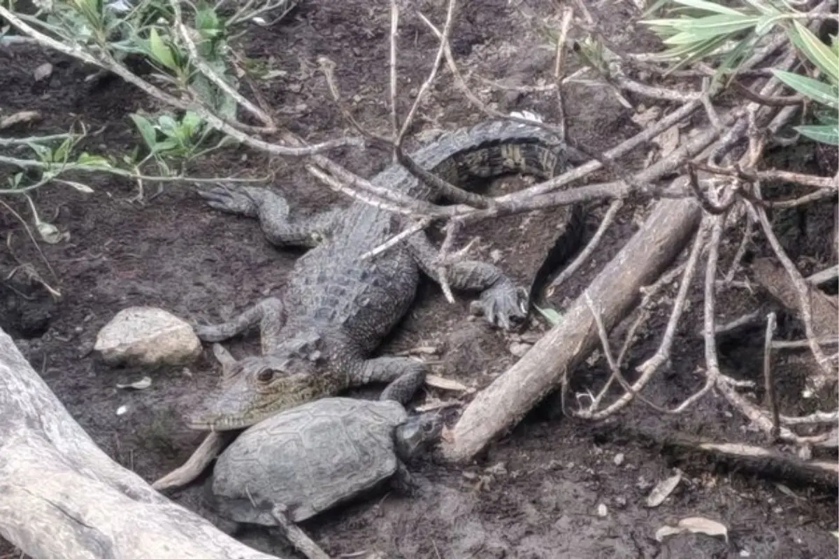 Capturan al cocodrilo Fugaz de la Laguna de San Baltazar