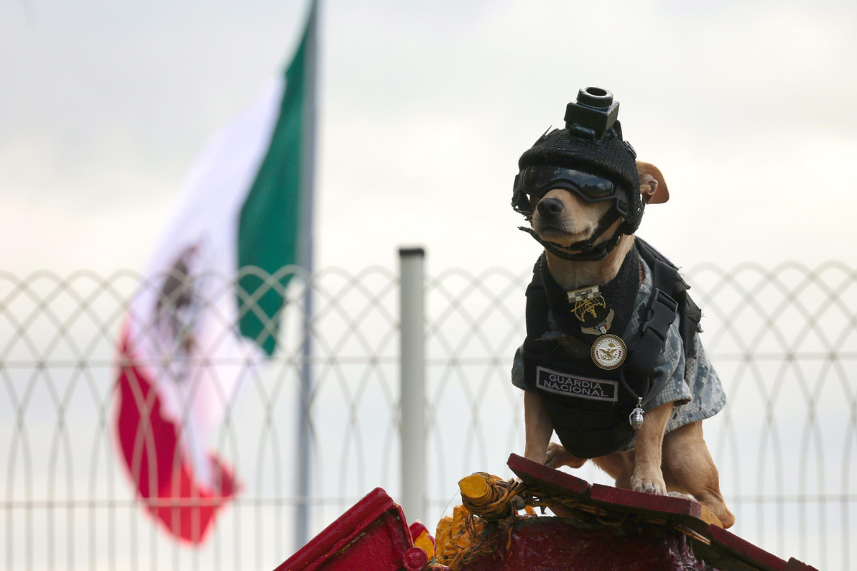Siete kilos de ternura: conoce a Comando Chihuahua, el perrito de la Guardia Nacional 3 Siete kilos de ternura: conoce a Comando Chihuahua, el perrito de la Guardia Nacional