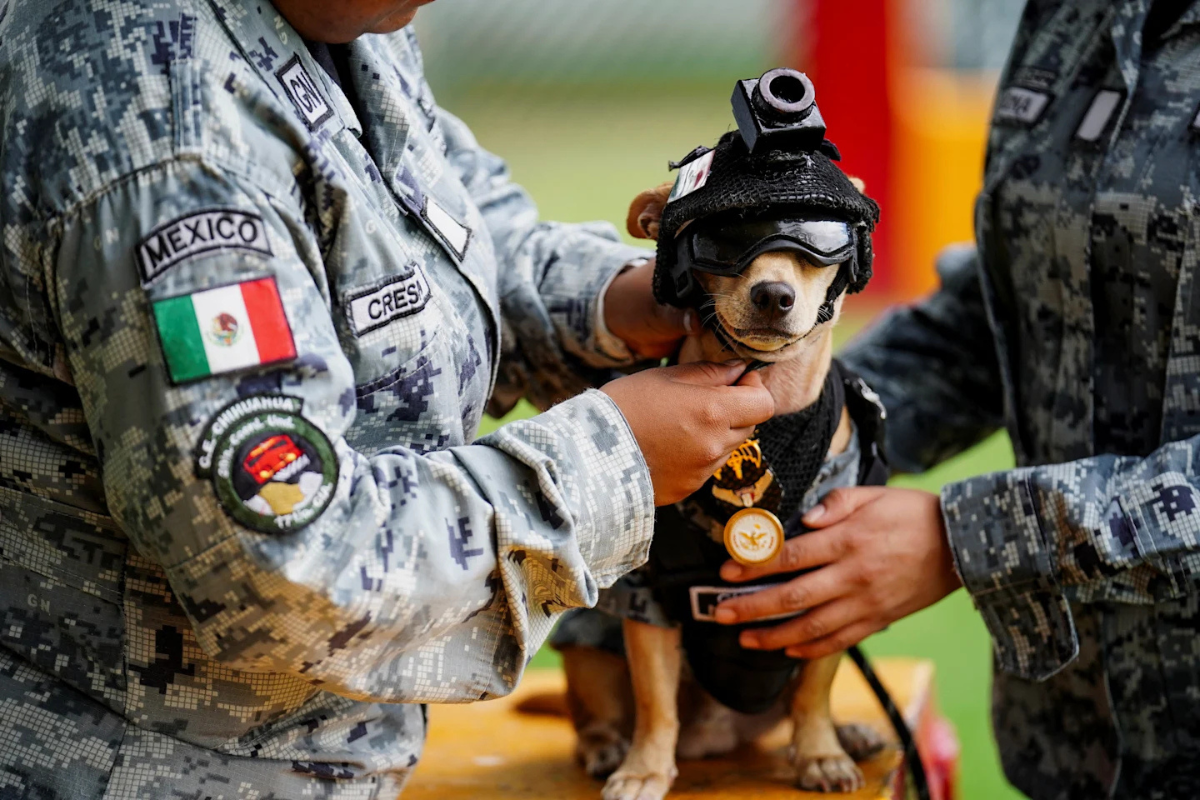 Siete kilos de ternura: conoce a Comando Chihuahua, el perrito de la Guardia Nacional 2 Siete kilos de ternura: conoce a Comando Chihuahua, el perrito de la Guardia Nacional