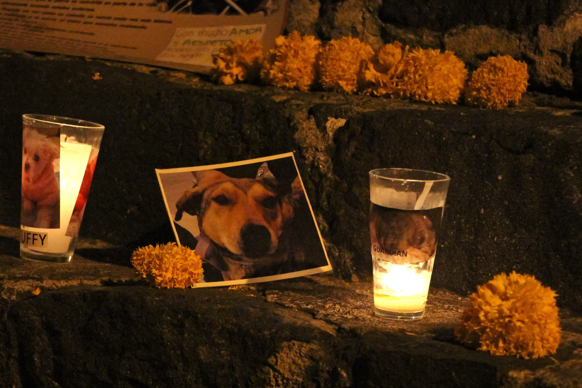 ¿A qué hora llegan las mascotas fallecidas este 27 de octubre?