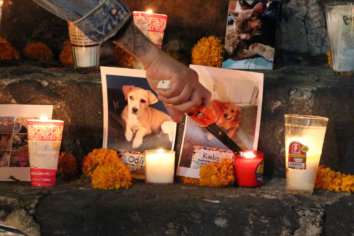 ¿A qué hora llegan las mascotas fallecidas este 27 de octubre?