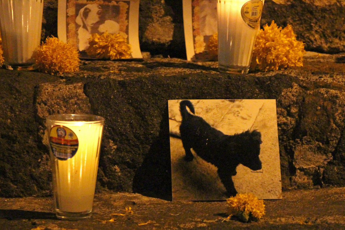 ¿A qué hora llegan las mascotas fallecidas este 27 de octubre?