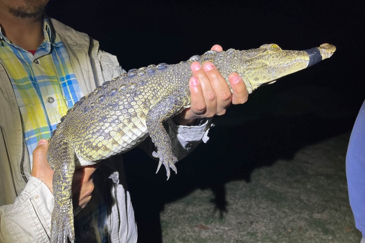 Cocodrilo de la Laguna de San Baltazar era hembra
