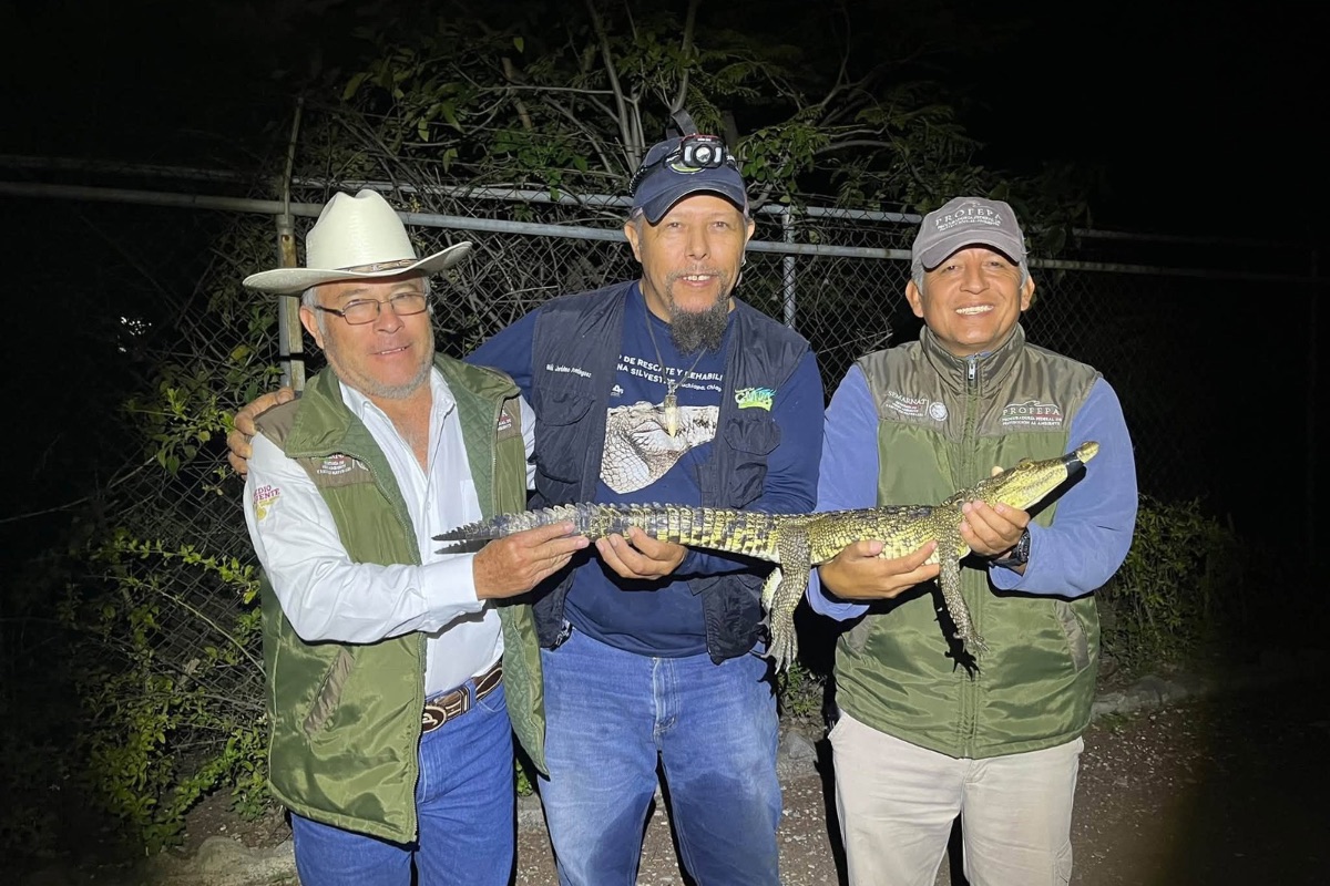 Cocodrilo de la Laguna de San Baltazar era hembra