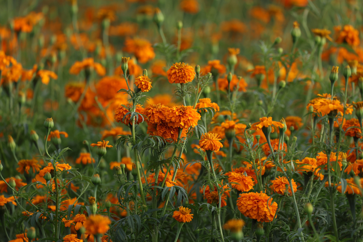 ¿Para qué sirve la flor de cempasúchil? Aquí 5 datos que quizá no conocías 