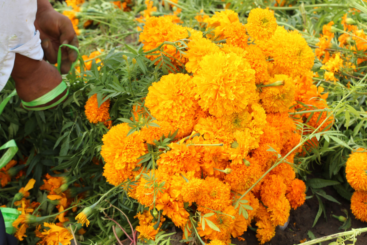¿Para qué sirve la flor de cempasúchil? Aquí 5 datos que quizá no conocías 4 ¿Para qué sirve la flor de cempasúchil? Aquí 5 datos que quizá no conocías
